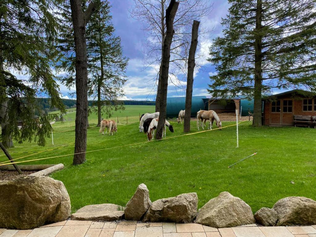Naturstammhaus Und Appartements Zum Brockenbaecker タンネ エクステリア 写真
