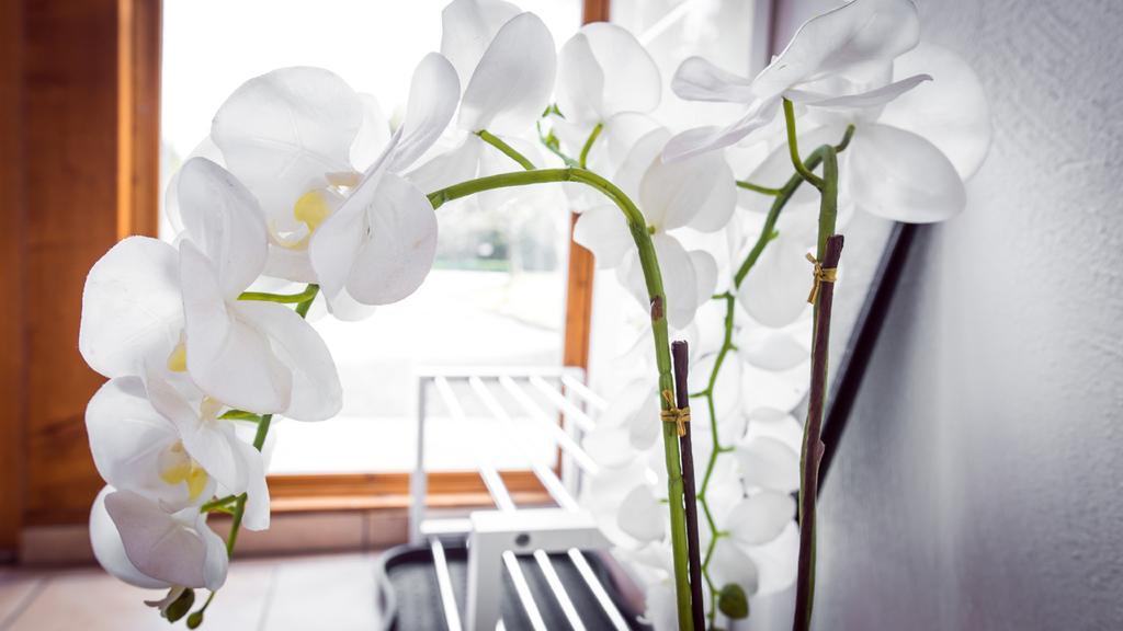 Naturstammhaus Und Appartements Zum Brockenbaecker タンネ エクステリア 写真
